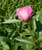 tr7-8-DSC00060-rose-h50