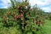 pommier